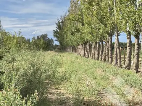 Campo en Venta en Allen, General Roca