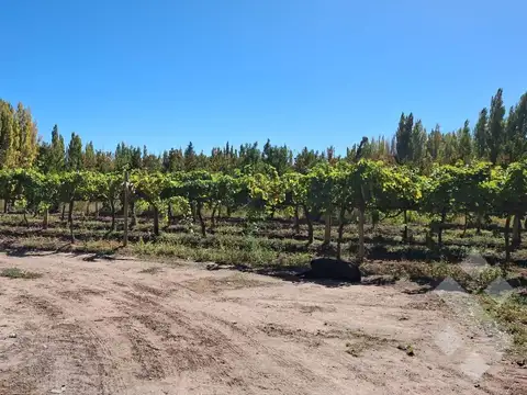 Terreno en Venta en Plottier, Confluencia