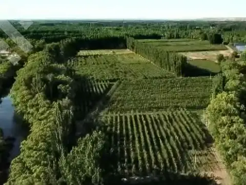 Campo en Venta en Centenario, Confluencia