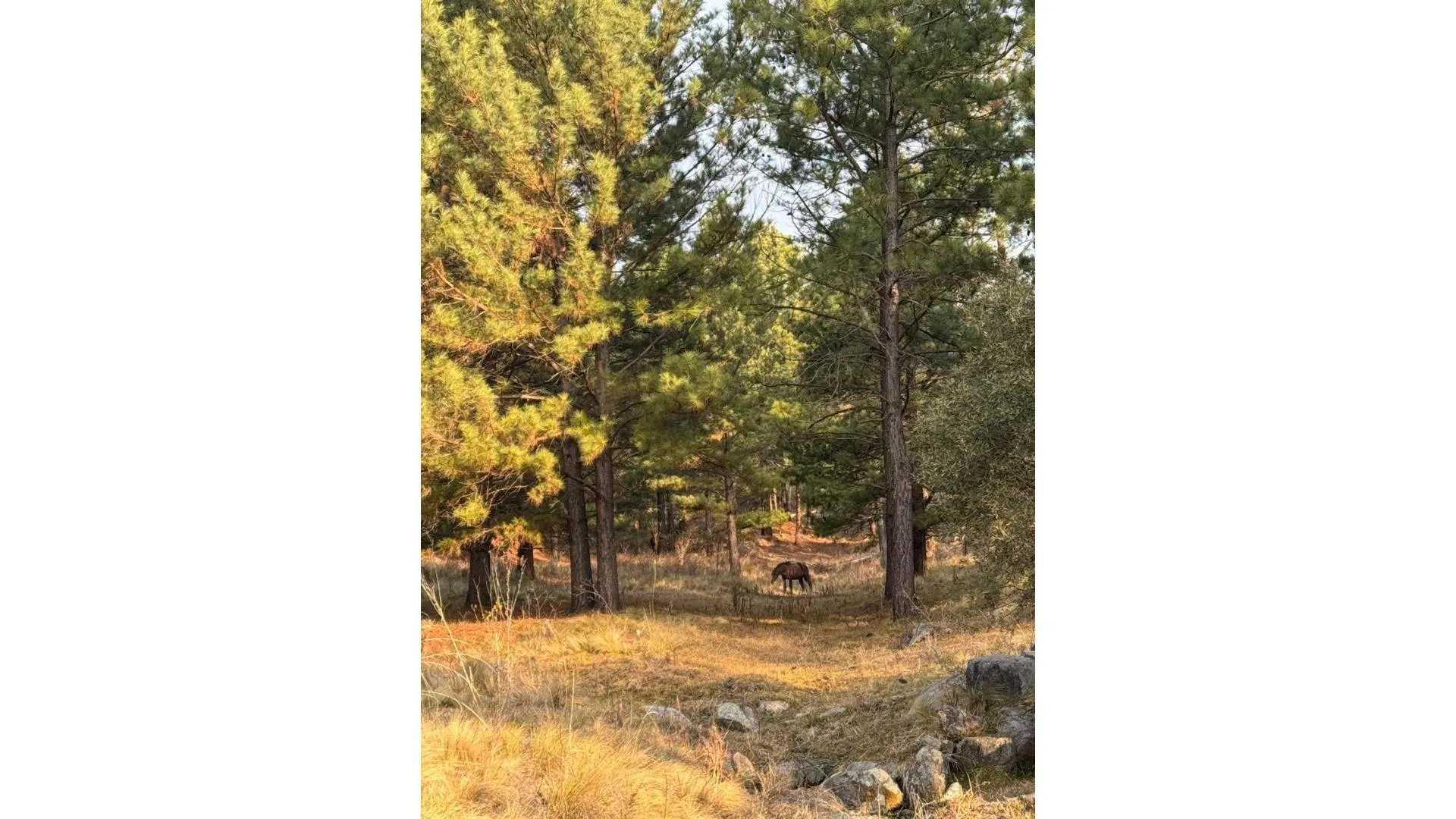 CAMPO A LA VENTA SANTA ROSA DE CALAMUCHITA