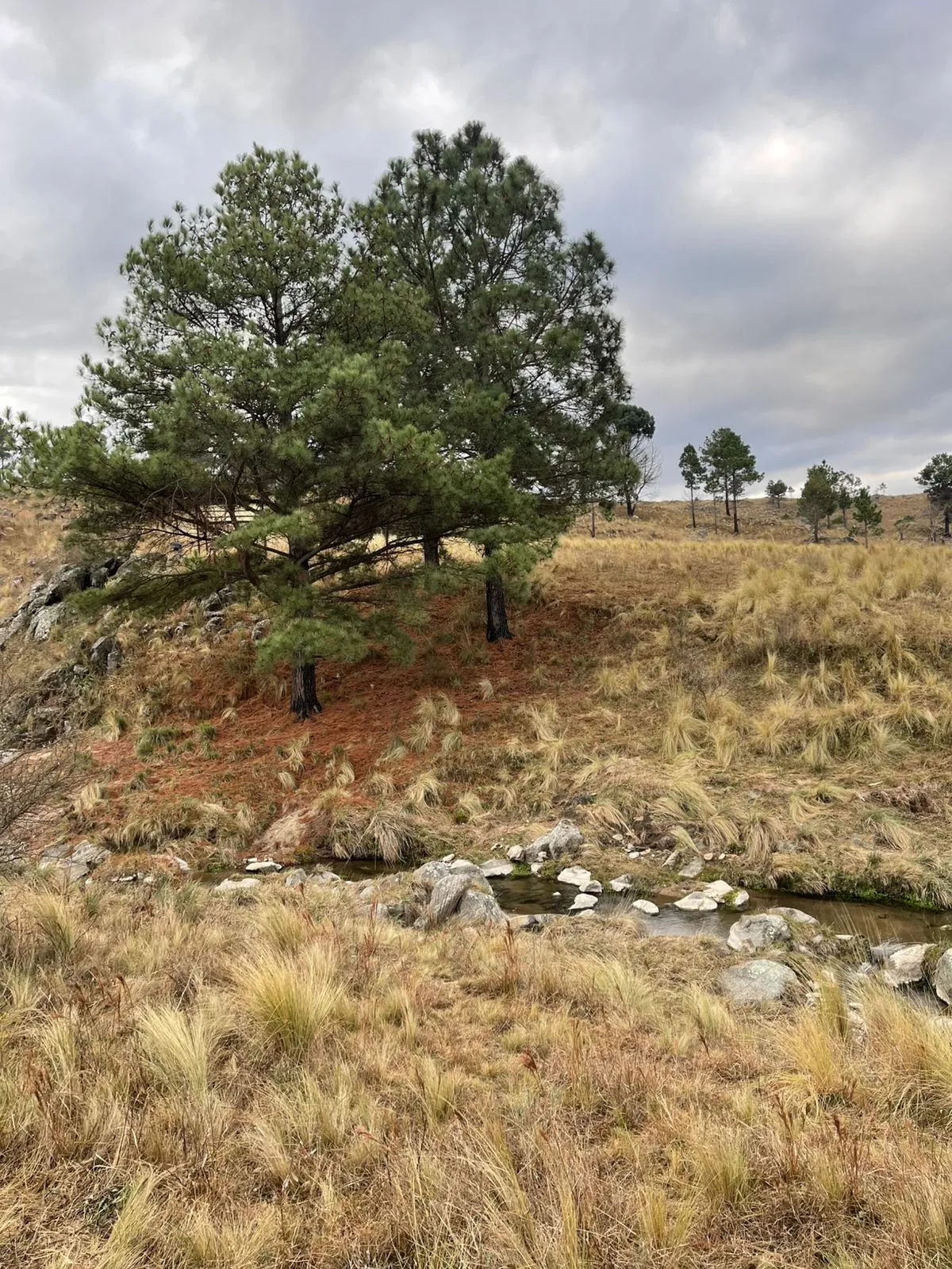 VENDO 5 HAS DE CAMPO EN PAMPA ALTA - POTRERO DE GARAY
