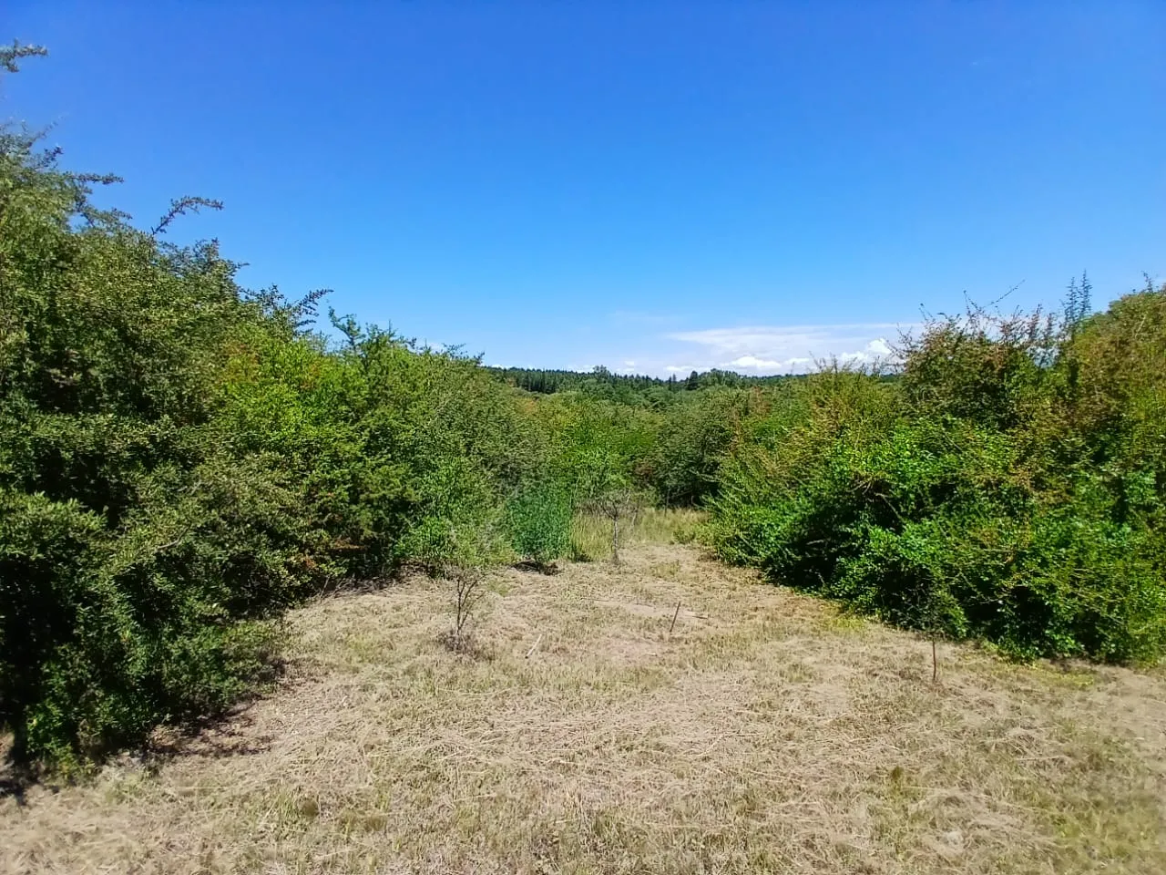 VENTA TERRENO 554 M2. CAPILLA VIEJA. LOS REARTES