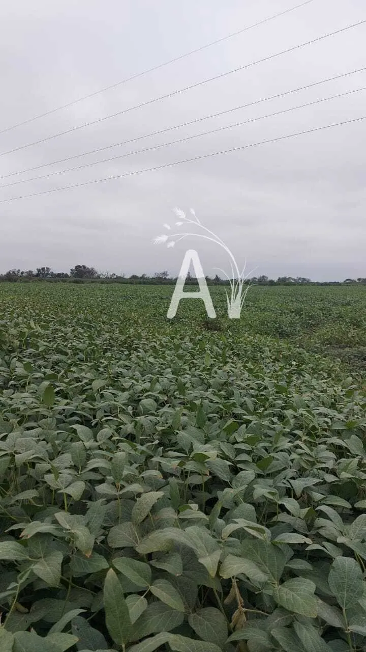 VENDO 225 HAS AGRICOLAS - SANTA MARGARITA