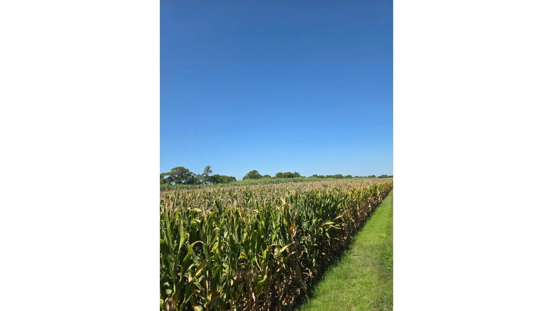 Venta campo agricola con casa y galpon 118 HAS CNO60 cuadras