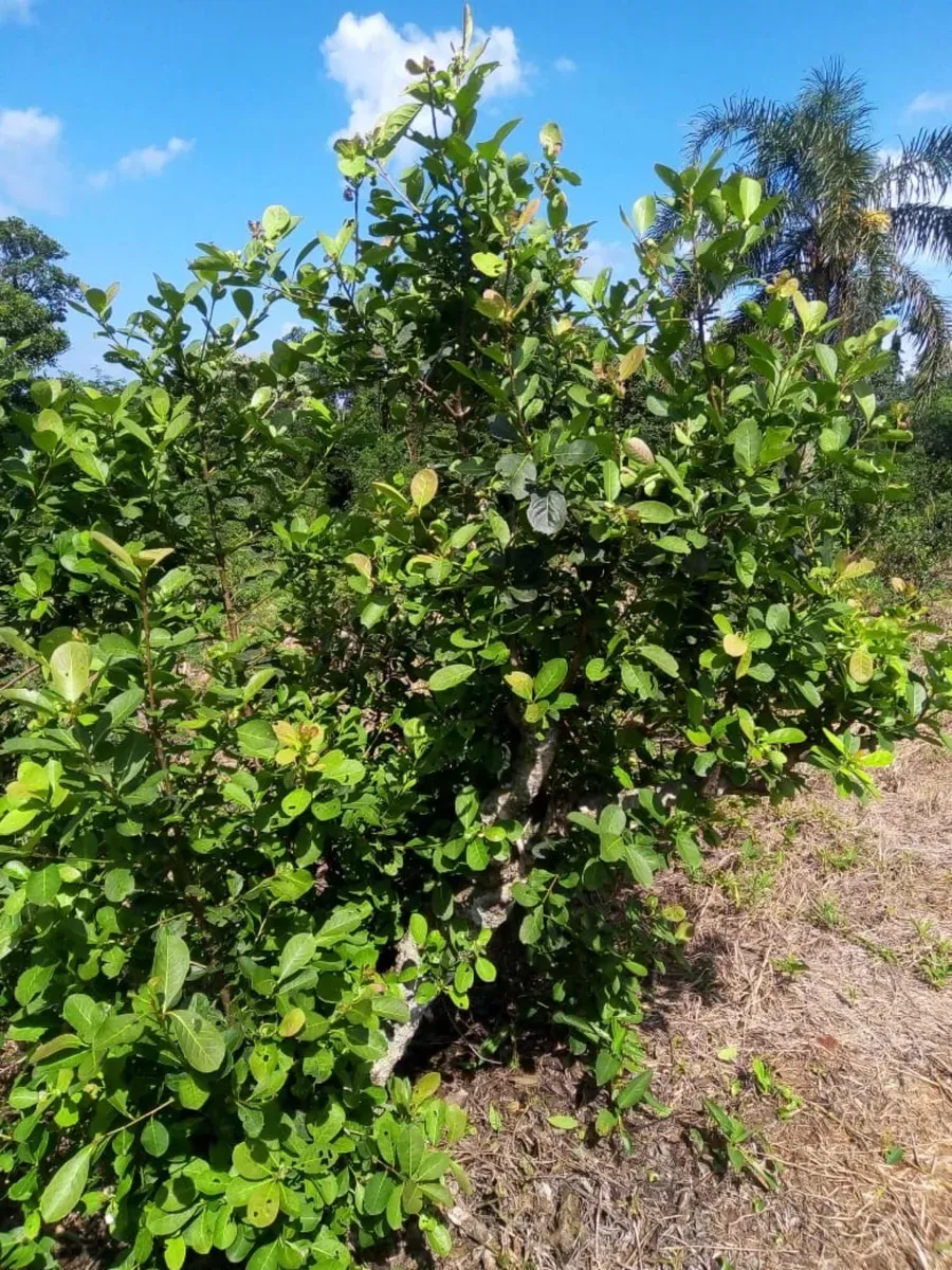 MISIONES!! CHACRA PRODUCTIVA YERBA Y TE