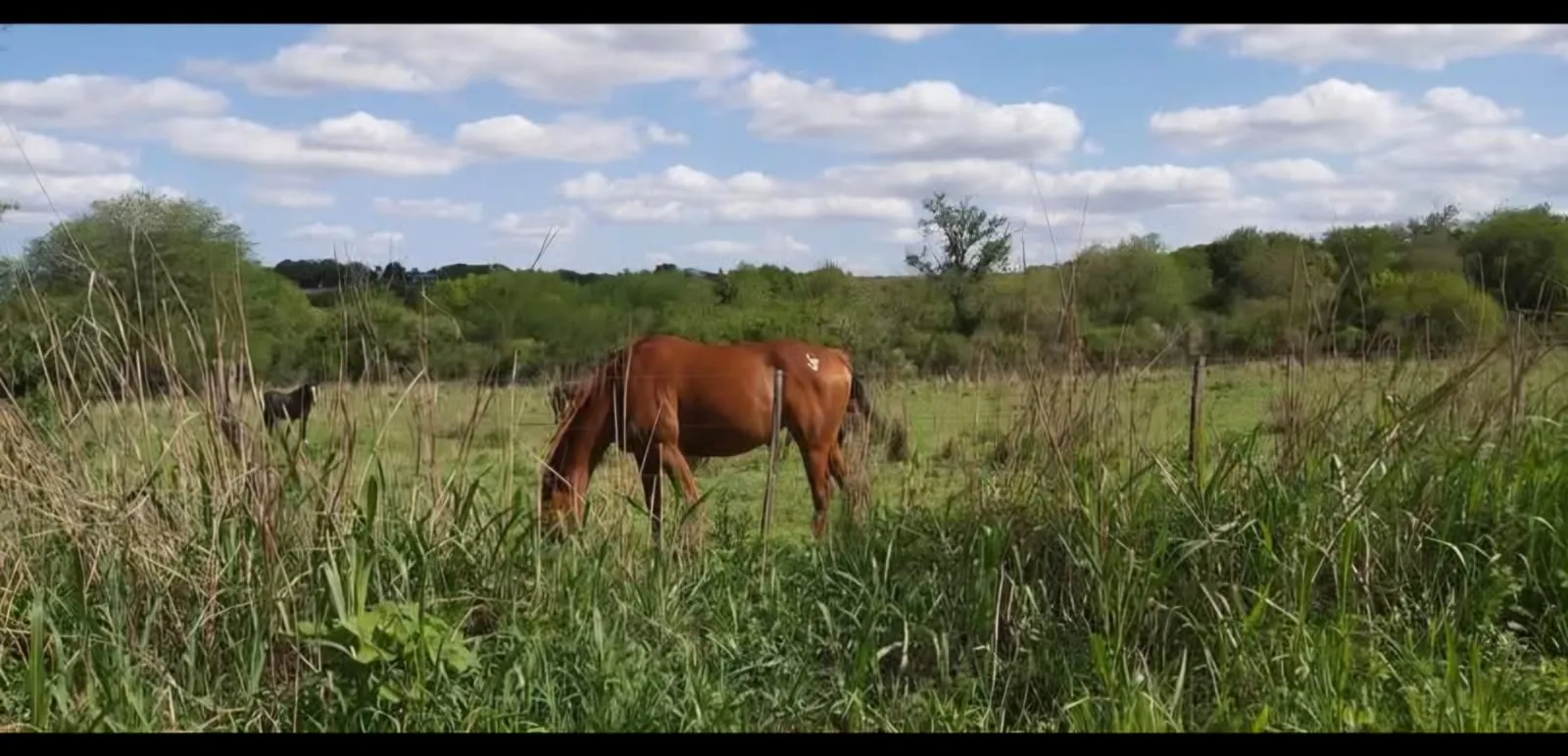 VENDO Campo de 24 hectáreas en La Granja