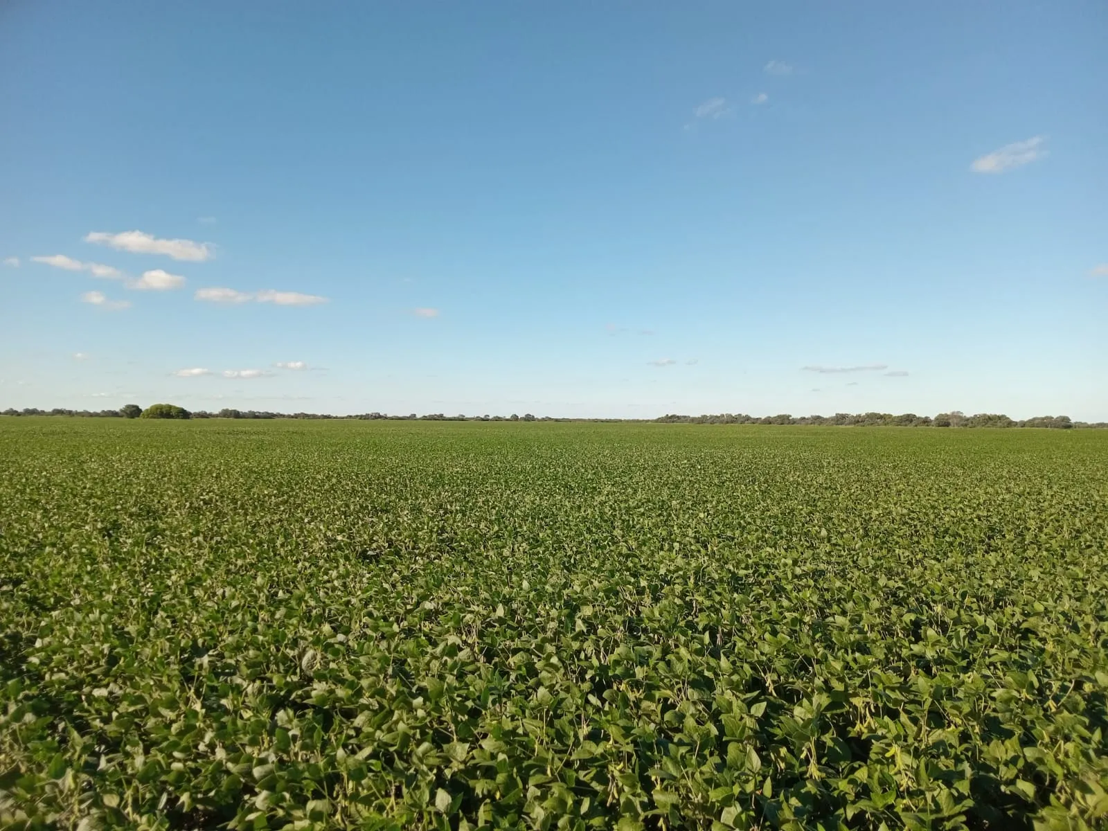 Venta 87 ha agrícolas en Capilla de Sitón