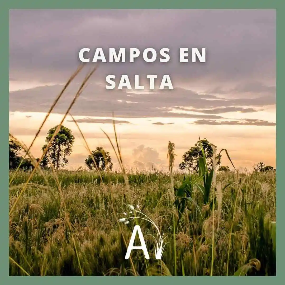 VENTA DE CAMPOS EN SALTA - CONSULTANOS
