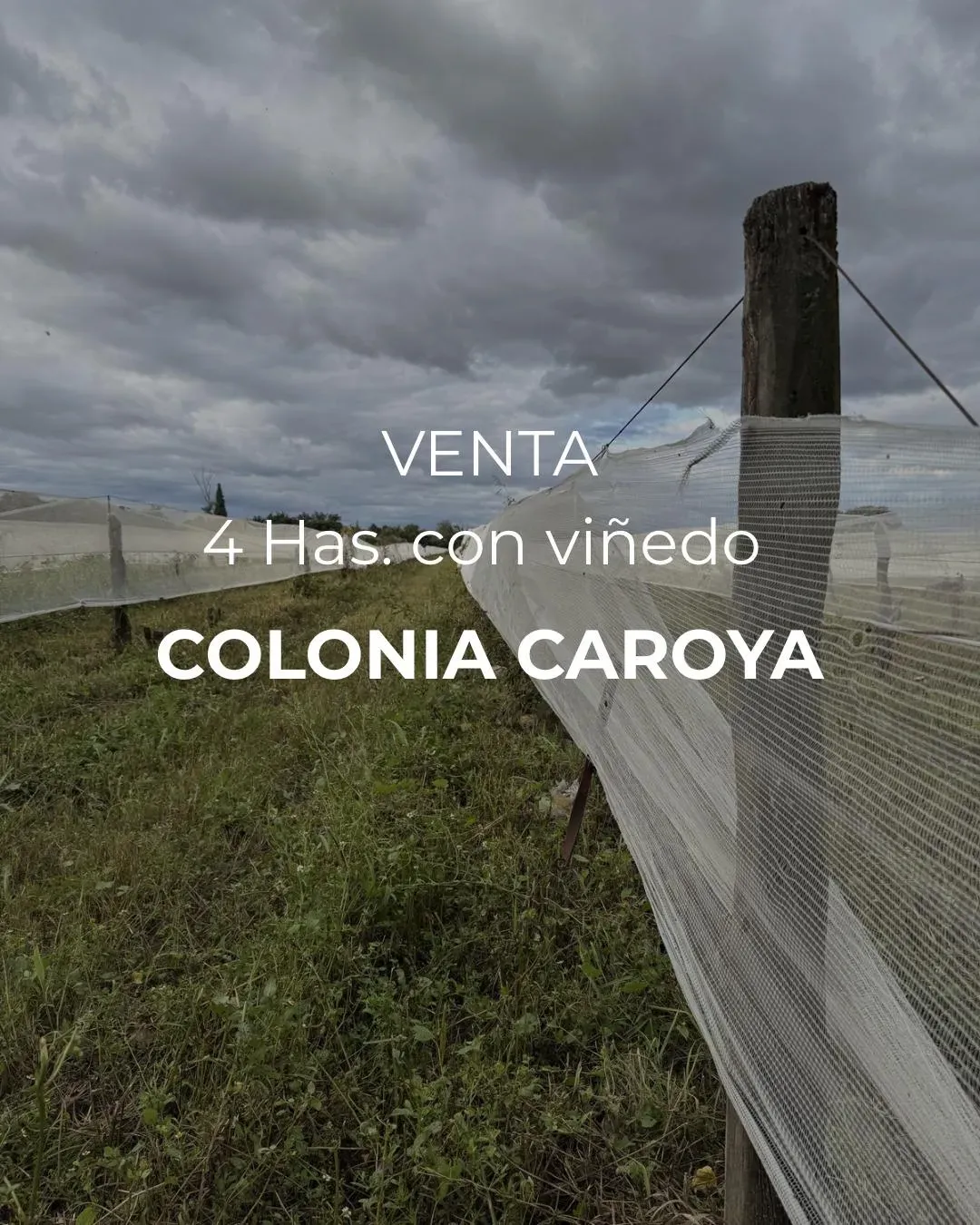 VENTA - 4 HECTÁREAS DE VIÑEDOS - COLONIA CAROYA