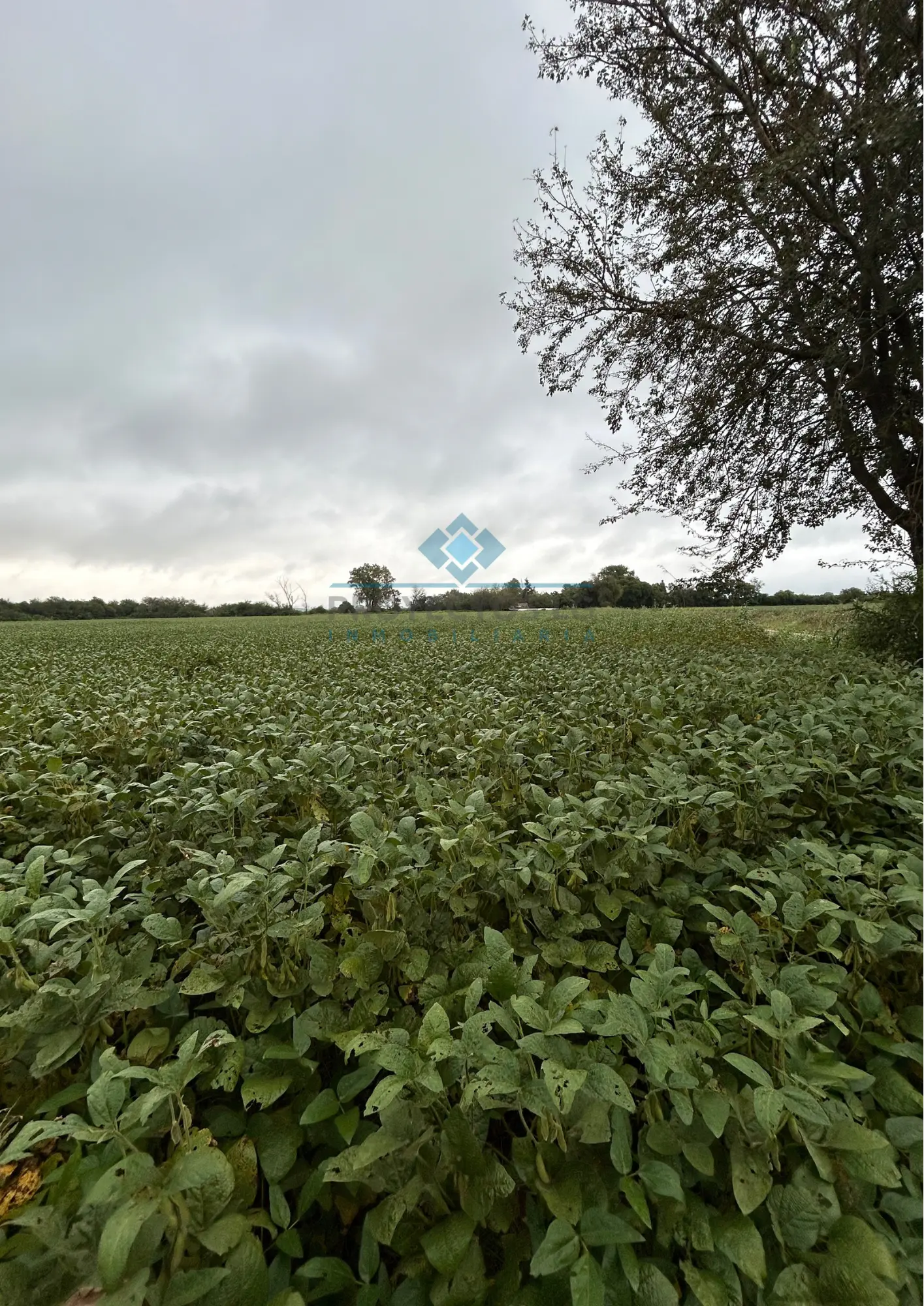 VENTA - CAMPO - 25 HECTAREAS - COLONIA CAROYA