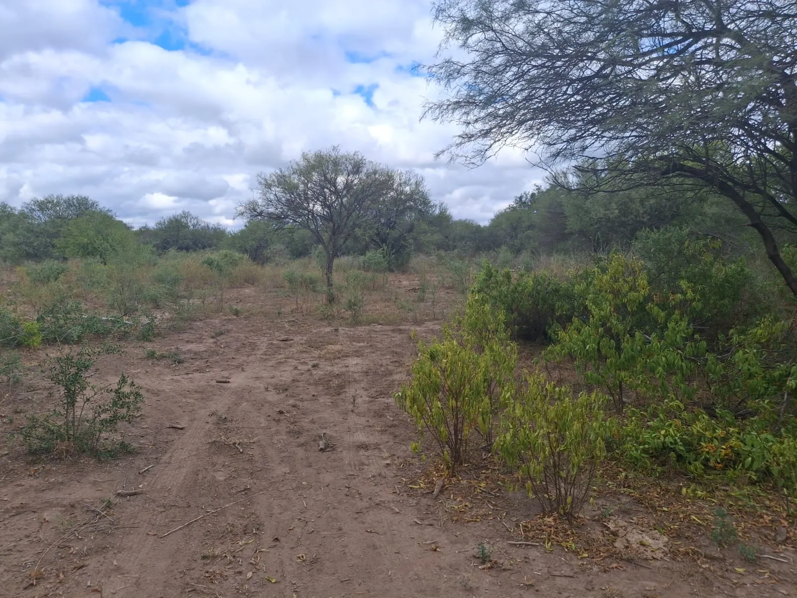 VENDO 41 HAS - A 8 KM DEL VILLA DEL SOTO