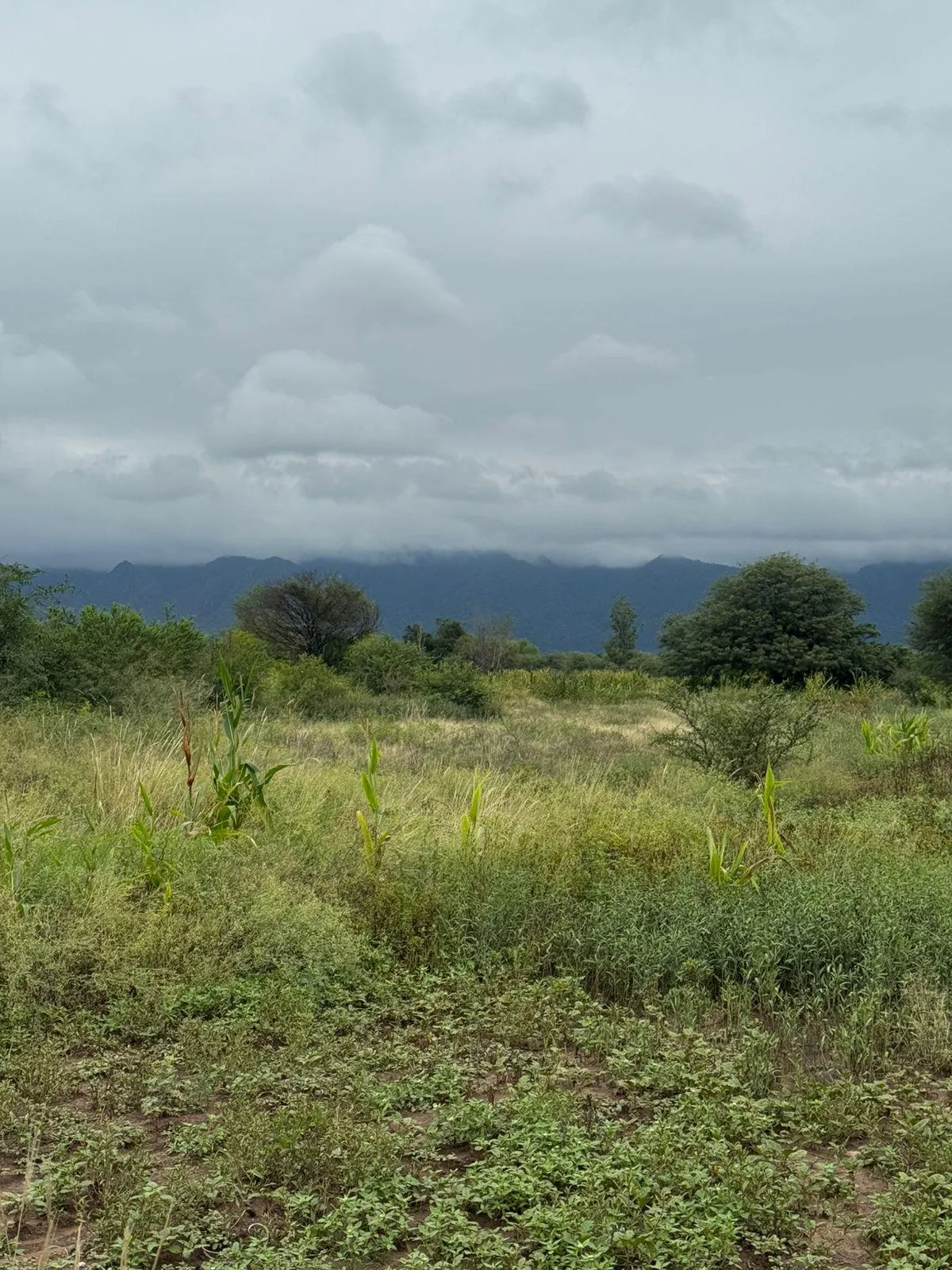 VENTA CAMPO 11 HECTAREAS VISTA MONTAÑAS EL MOLLAR CHAMICAL LA RIOJA