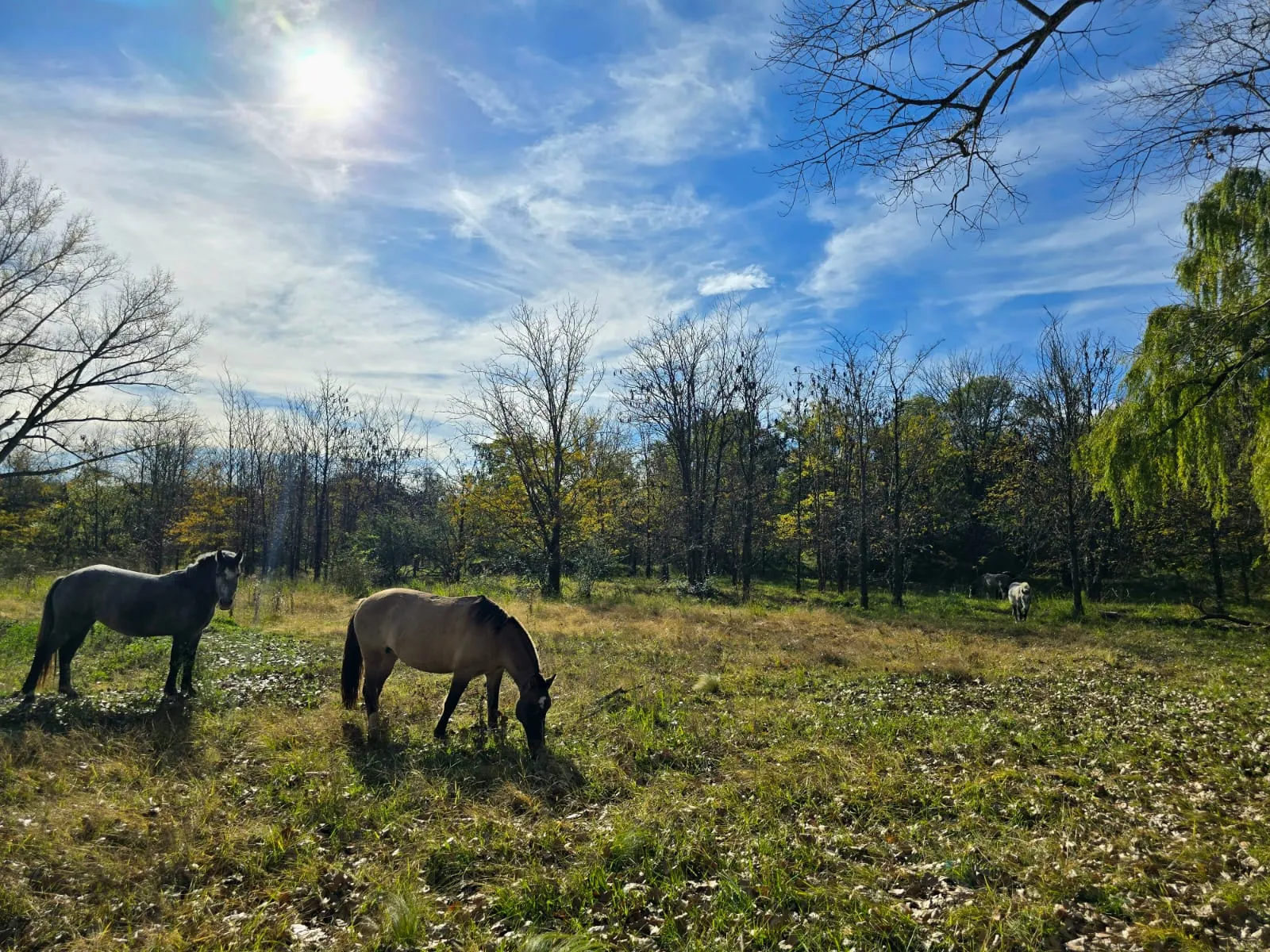 OPORTUNIDAD!! CAMPO 53 HECTAREAS EN LAS SIERRAS