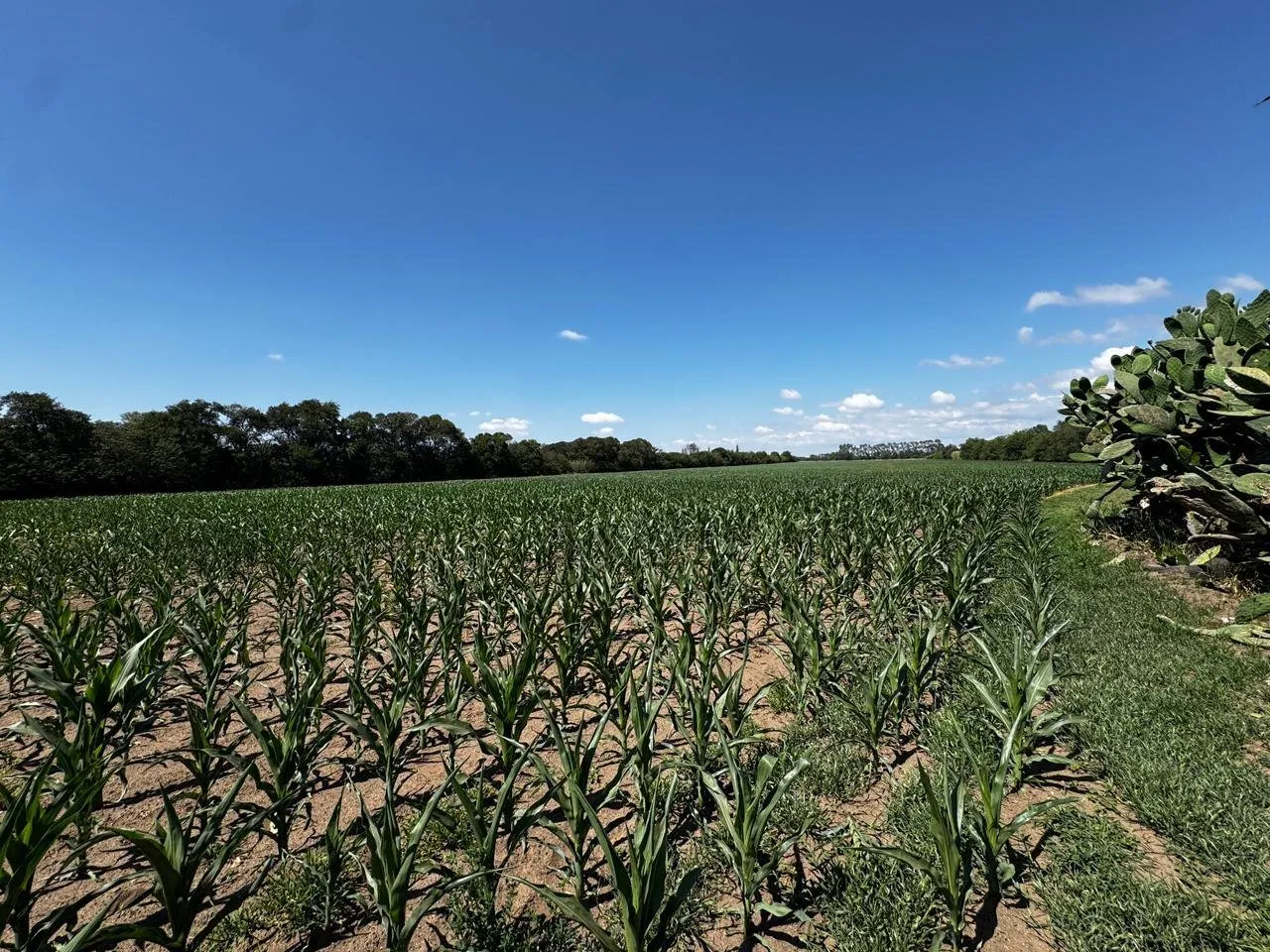 CAMPO AGRICOLA COLONIA CAROYA OPORTUNIDAD