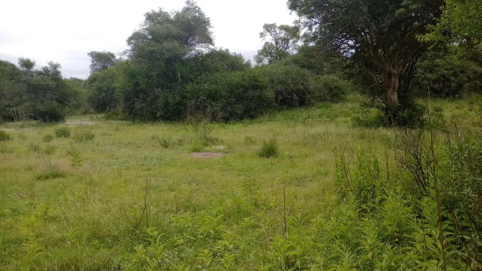Campo 200 ha Norte de Cordoba- Se reciben bienes