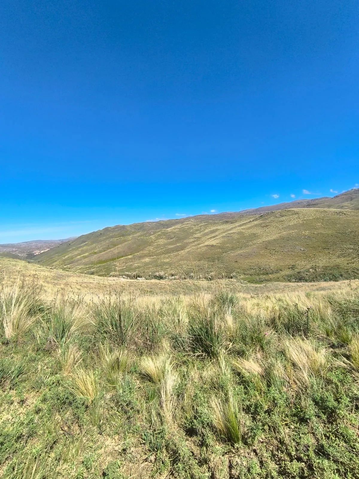 Campo en venta  - Rio Los Sauces - 160 hectáreas - Escritura