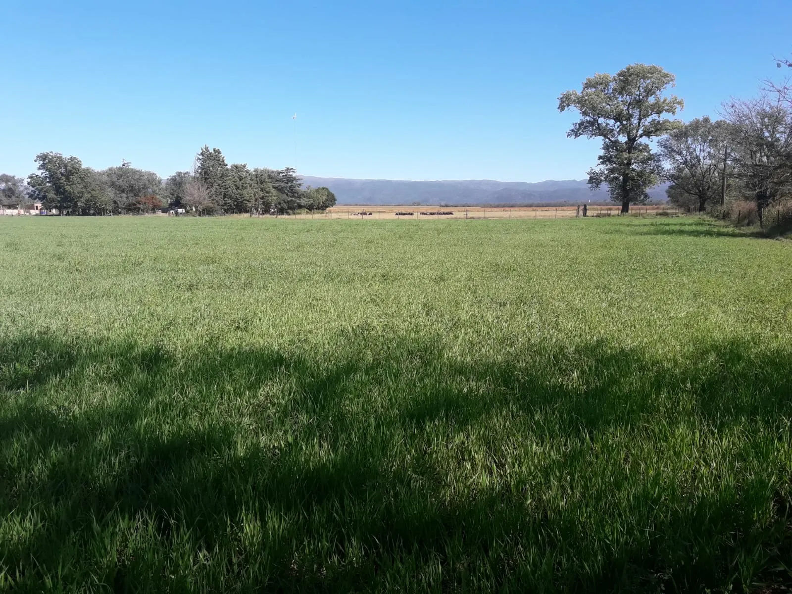Vendo - Los Molinos Casa de Campo 5 has. USD 160.000. Escritura