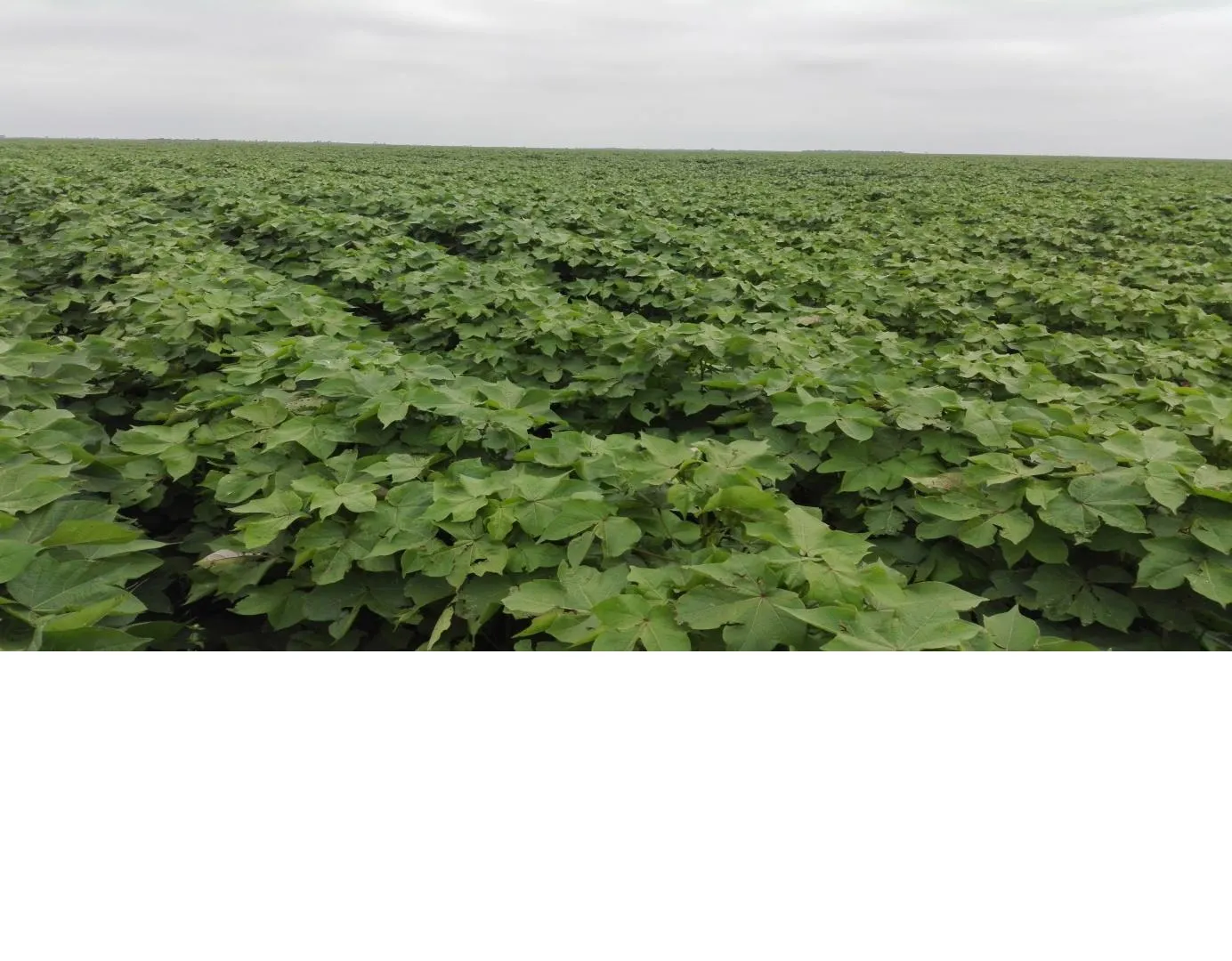 CAMPO AGRICOLA DIRECTO EN VENTA 500 HAS - PINTO SGO DEL ESTERO