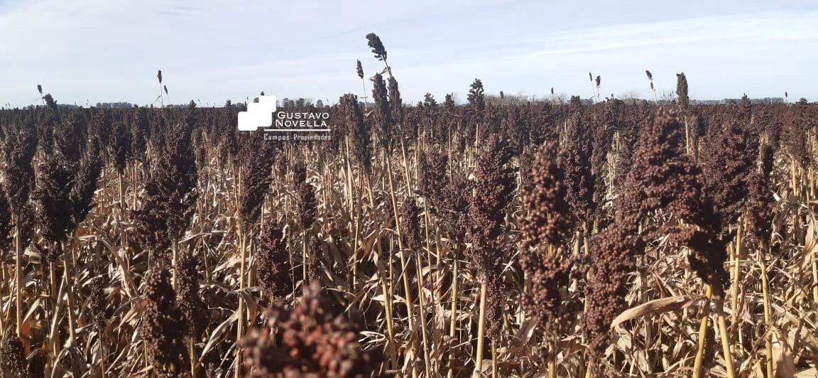 Campo en venta en San Carlos Norte