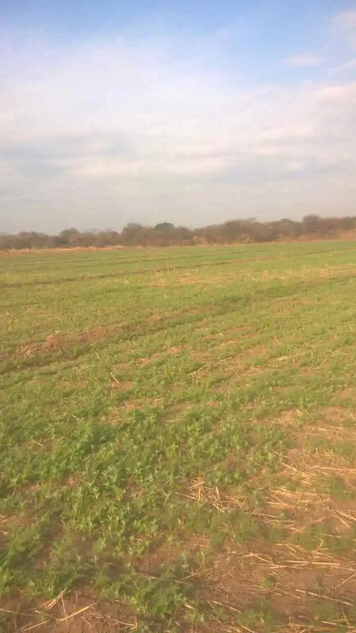CRUZ DEL EJE! VENTA 70 HA CON RIEGO- EXCELENTES!!