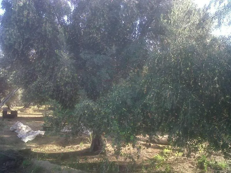 Campo mixto, 1.000 has., con 300 has.con olivos, 200 has. con buffel grass y 500...