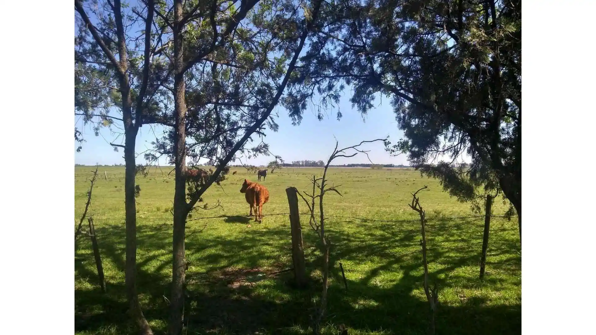 CAMPO DE 116 HECTAREAS Y MEDIA BAJO DE PRECIO!!!!!