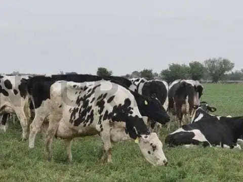 Campo en Venta en Presidente Roca, Castellanos