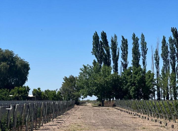 Campo · 25ha