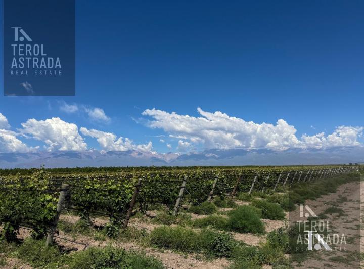 Campo · 624705ha