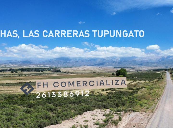 Campo · 26ha
