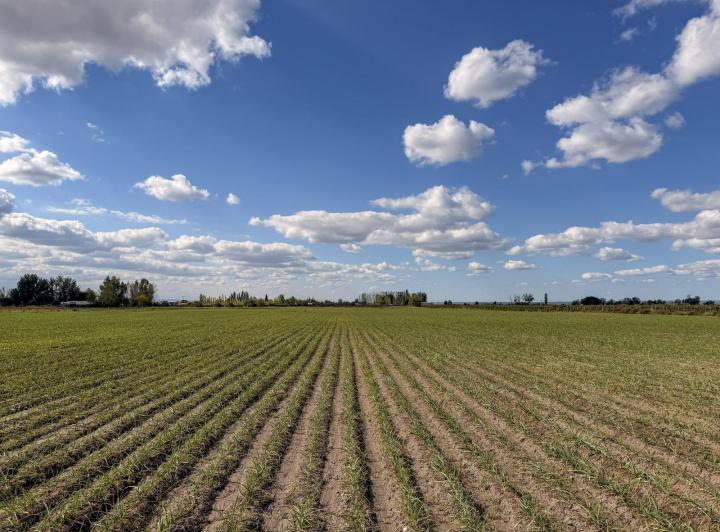 Campo · 110000ha