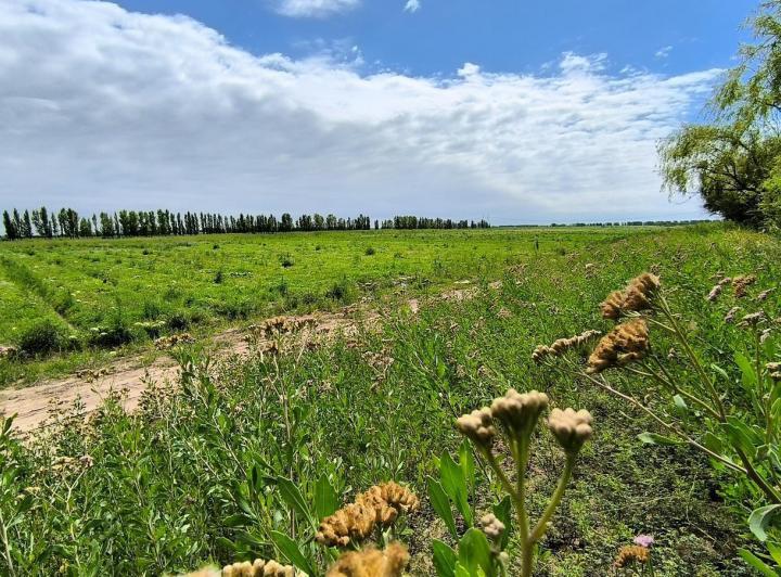 Campo · 3700000m²
