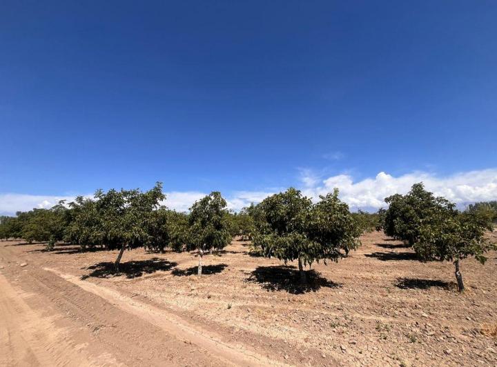 Campo · 33ha