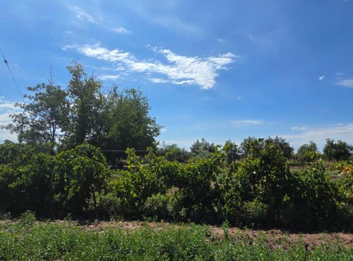 Campo · 1000m²