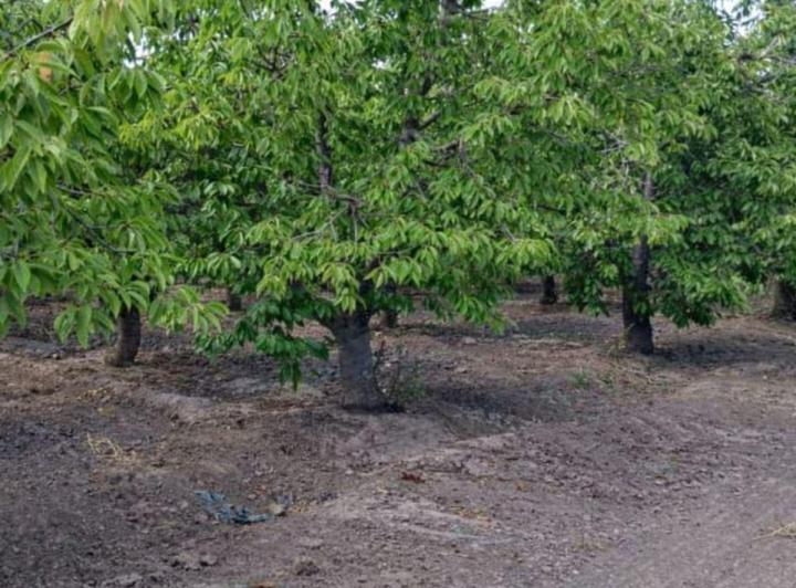 Campo · 15000m²