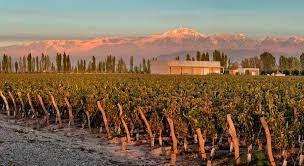 Campo