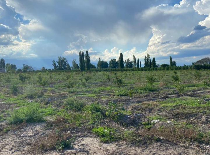 Campo · 95000m²