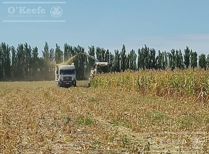 Campo · 200m² · 4 Ambientes
