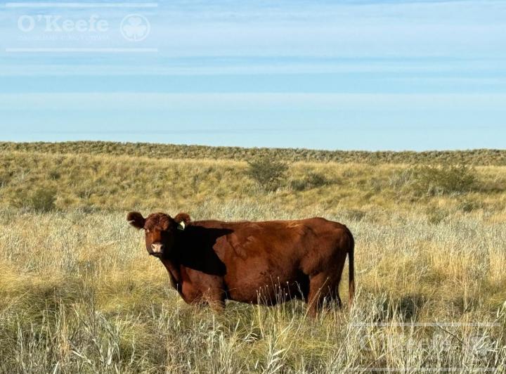 Campo · 740000000m²