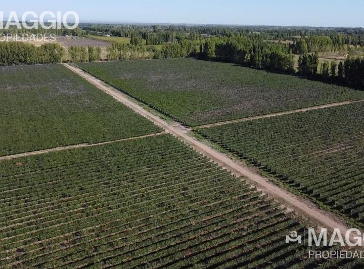Campo · 300m² · 4 Ambientes