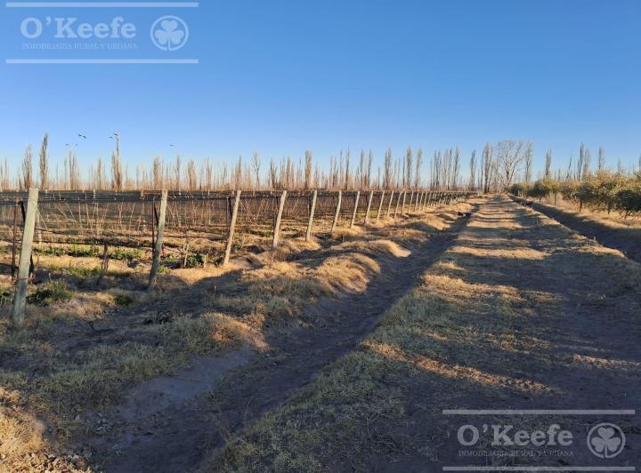 Campo · 180000m² · 3 Ambientes