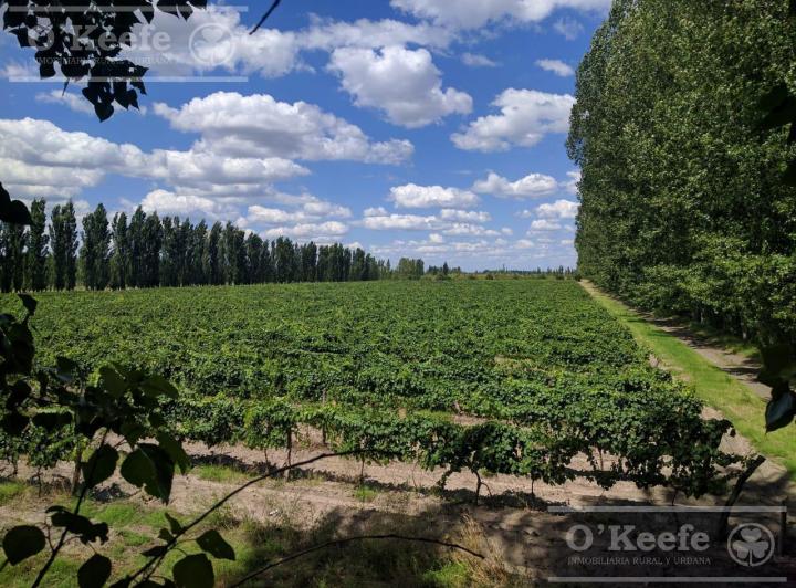 Campo · 120m² · 3 Ambientes