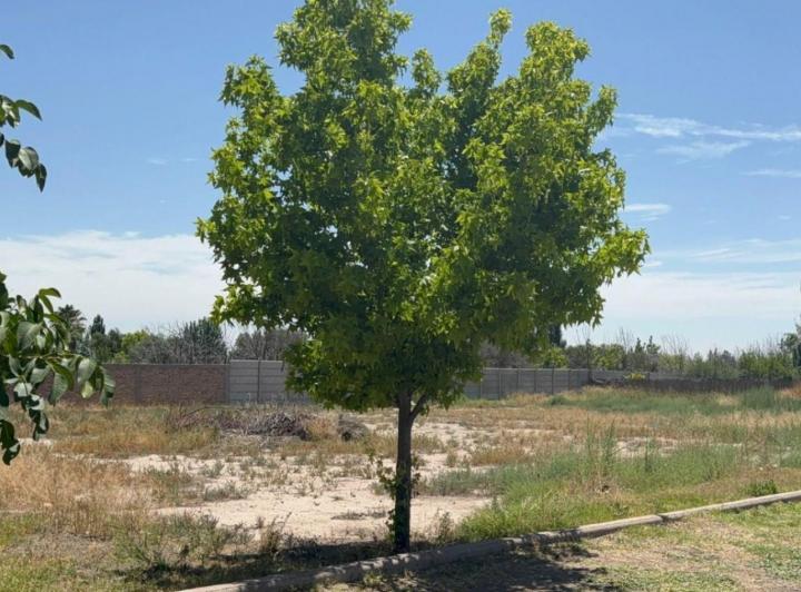 Terreno · 1036m²