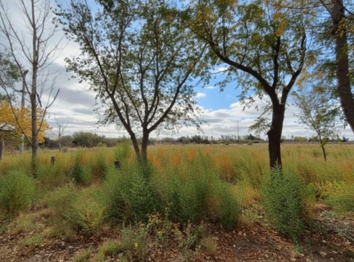 Campo · 370000m²