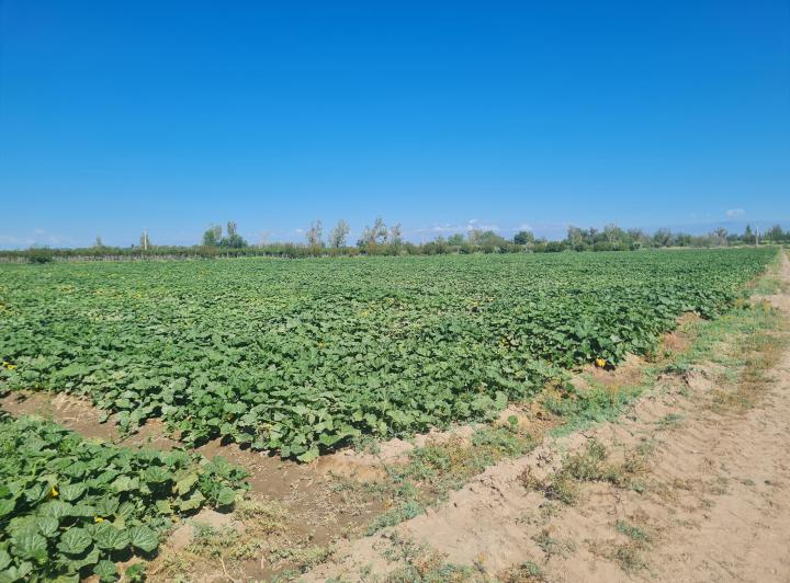 Campo · 385m²