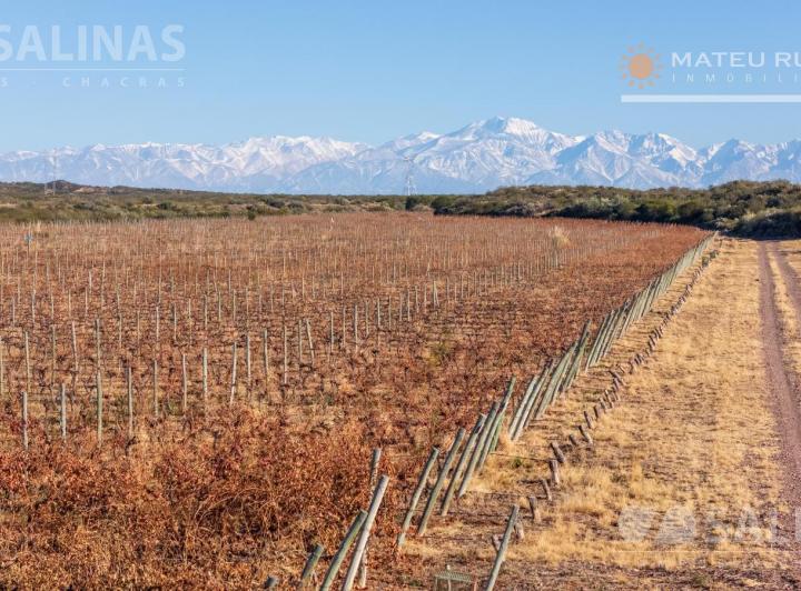 Campo · 1690000m²