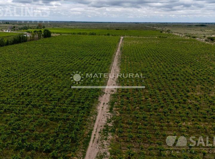 Campo · 580000m²