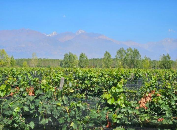 Bodega-Galpón · 100000ha