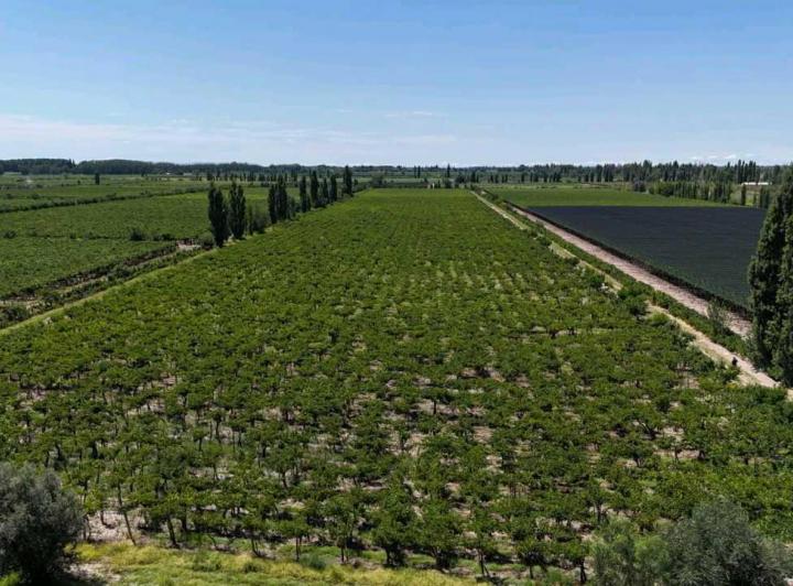 Campo · 6m²