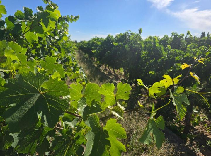 Campo · 50ha